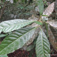 Agrostistachys indica Dalzell